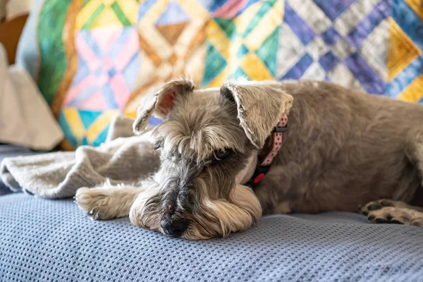 Schnauzer miniatura durmiendo en la parte superior del sillón — Foto de Stock