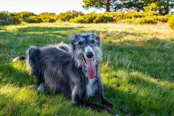 Portrait de lévrier dans l'herbe — Photo