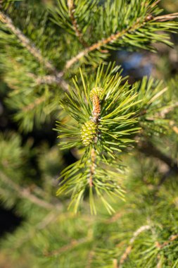 Bir çam dalı üzerinde büyüyen küçük çam kozalağı