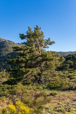 Bir dağın tepesinde bir çam ağacı