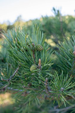 Bir çam dalı üzerinde büyüyen küçük çam kozalağı