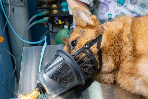Preoxygenation in a sedated dogwith a muzzle — Stock Photo, Image