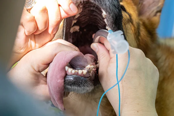 Anestezik köpekte endotrakeal entübasyon