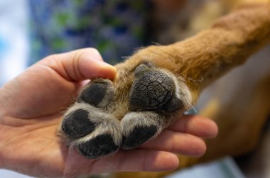 Veterinarian showing the paw of a german shepherd clipart