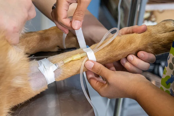 Bir veteriner tarafından bir köpeğin sefalik ven intravenöz kateter