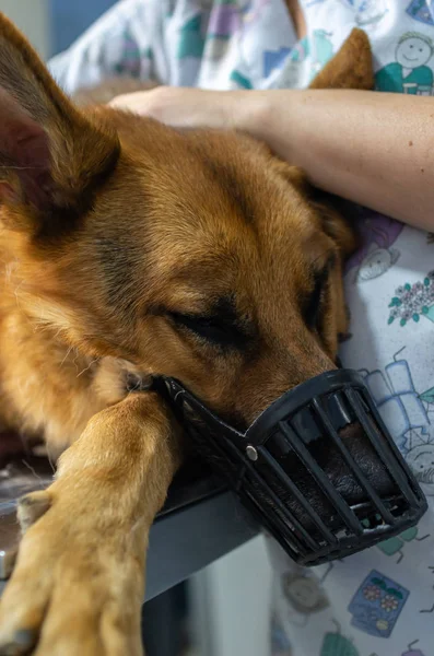 German shepherd sedated with a muzzle put — Stock Photo, Image