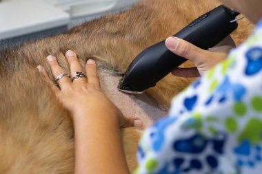 Bir veteriner tarafından bir jilet ile tıraş köpek