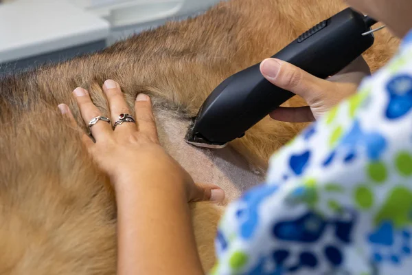 Rasage chien avec un rasoir par un vétérinaire — Photo