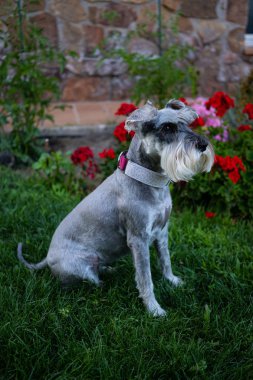 Schnauzer çim üzerinde oturuyor