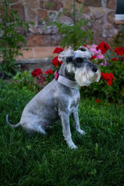 Schnauzer çim üzerinde oturuyor