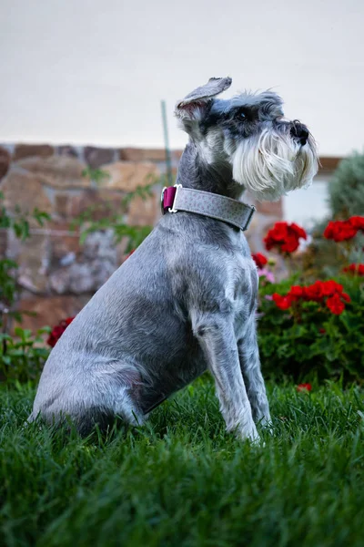 Schnauzer sitting on the grass