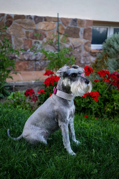 Schnauzer sitting on the grass