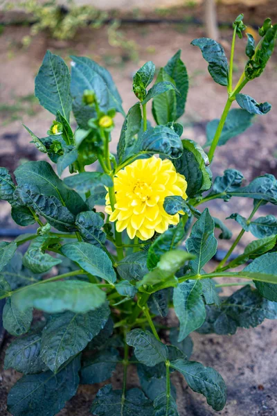 Bahçede sarı yıldız çiçeği — Stok fotoğraf