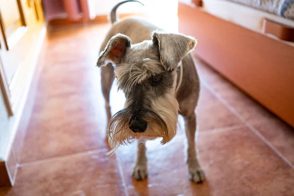 Un schnauzer en el dormitorio — Foto de Stock