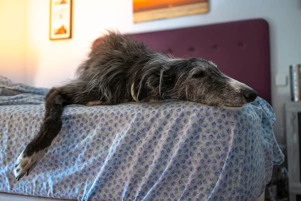 Greyhound descansando en la cama — Foto de Stock