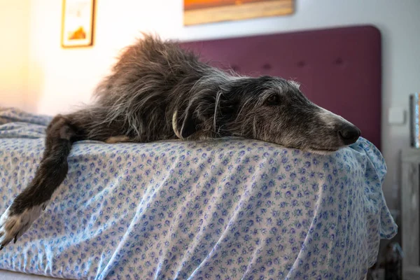 Greyhound descansando en la cama — Foto de Stock