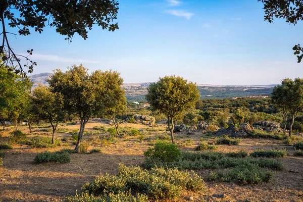 Oak Fields at Sunset — Stock Photo, Image