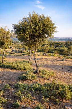 Gün Batımında Meşe Tarlaları