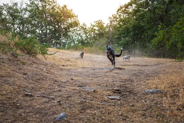 Chiens courant à travers le champ — Photo