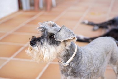 Minyatür bir Schnauzer portresi