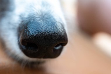 Köpek burnunun makro görünümü