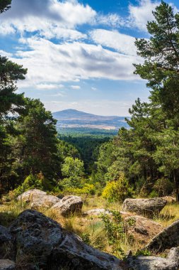 Bir ormanın temizliğinden manzara