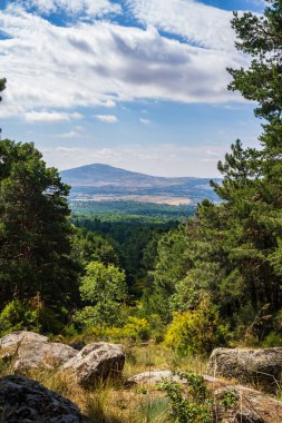 Bir ormanın temizliğinden manzara