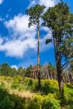Orman glade uzun çam