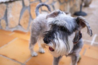 Minyatür bir schnauzer yakın portre