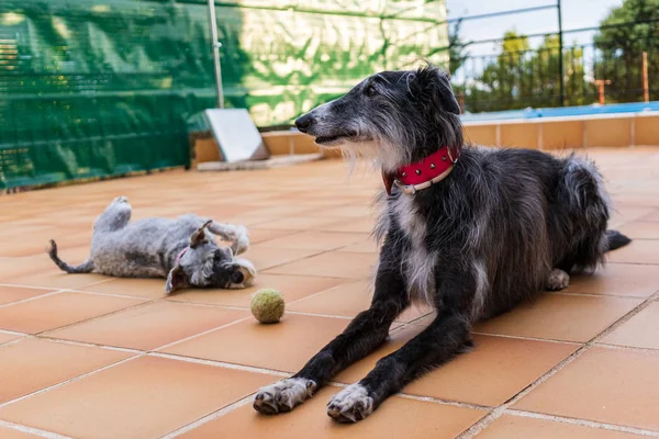 A portrait of a black greyhound and grey miniature schnauzer — Stock Photo, Image