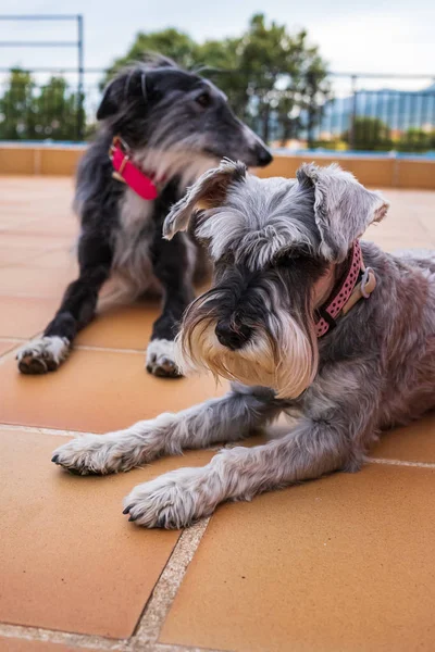 Un retrato de un galgo negro y schnauzer miniatura gris — Foto de Stock