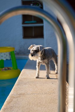 Bir havuzun kenarında Minyatür Schnauzer, bir merdiven ile görülen