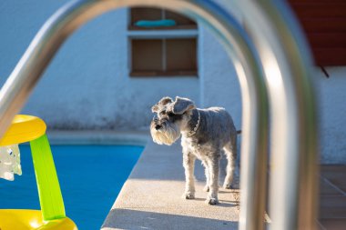 Bir havuzun kenarında Minyatür Schnauzer, bir merdiven ile görülen