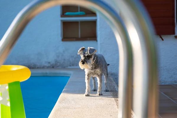 Bir havuzun kenarında Minyatür Schnauzer, bir merdiven ile görülen