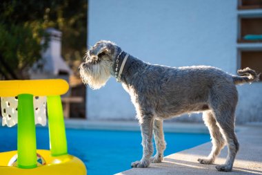 Minyatür Schnauzer suya bakan bir havuzun kenarında