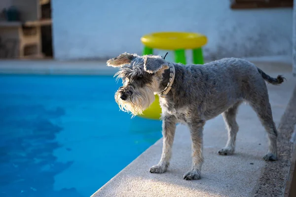 Schnauzer en miniatura en el borde de una piscina mirando hacia el agua — Foto de Stock