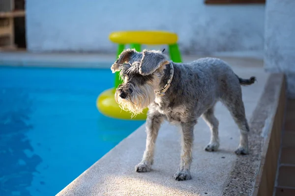 Minyatür Schnauzer suya bakan bir havuzun kenarında