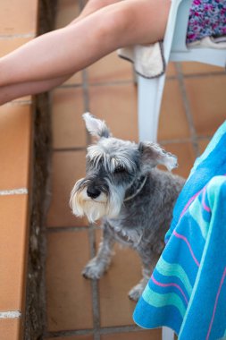 Gri minyatür schnauzer sahibinin yanında oturan