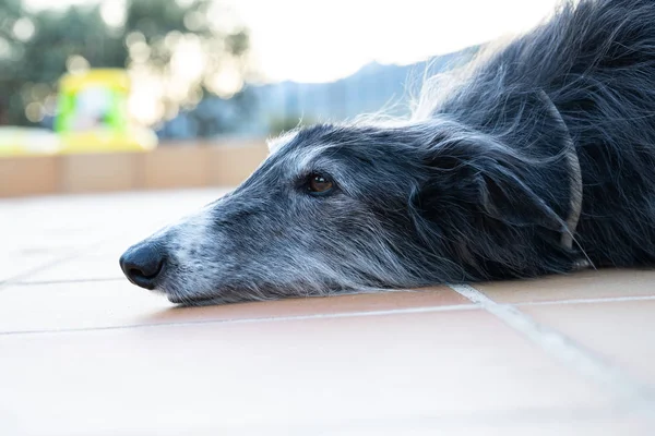 Galgo negro tirado en el suelo — Foto de Stock