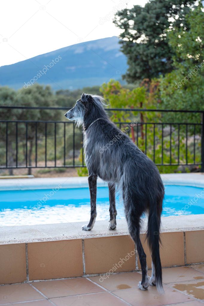 Greyhound at the edge of a pool looking towards the water