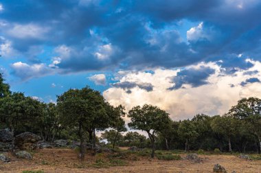 Holm meşe tarlaları üzerinde fırtına bulutları