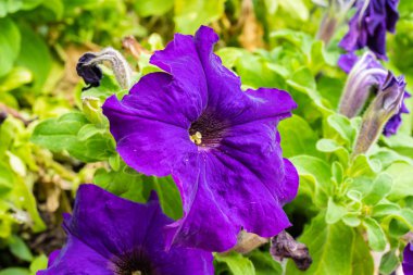 Mor petunyanın yakın görünümü