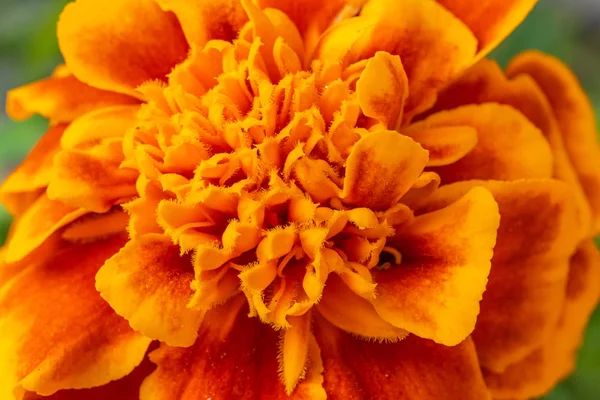 Крупним планом вигляд помаранчевої гвоздики — стокове фото