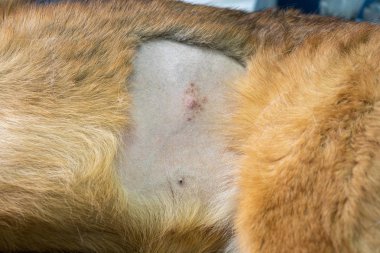 Bir köpeğin cerrahi alanı