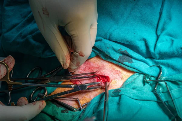 Chirurgischer Verschluss eines Abszesses bei einem Hund — Stockfoto