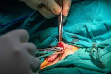 Bir köpek apse cerrahi kapatma