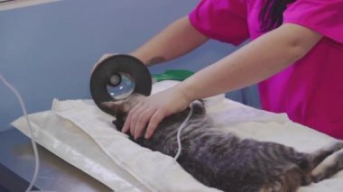 Ameliyattan sonra solunum cihazını kediden kesen veteriner bir kadın.