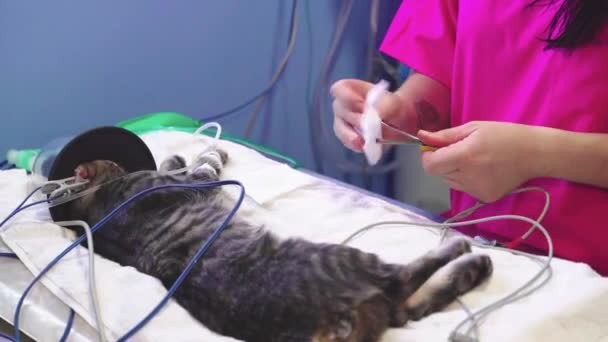 Una Mujer Veterinaria Limpiando Las Pinzas Del Electrocardiograma — Vídeo de stock