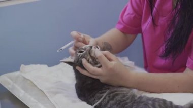 Kedi ağzını inceleyen bir veteriner kadın