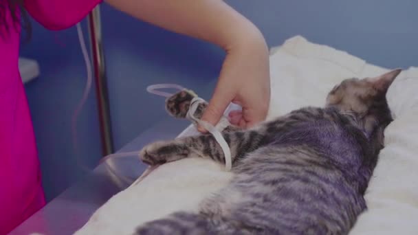 Een Dierenarts Vrouw Verwijderen Tape Van Een Katten Poot — Stockvideo